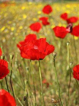 To Creatives in the Poppy Fields